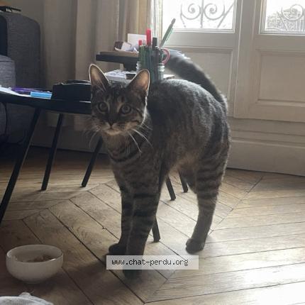 Photo 2/2 Found cat Found in Paris