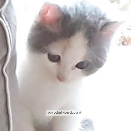 Photo 1/2 Titi Chat lost in Plouarzel