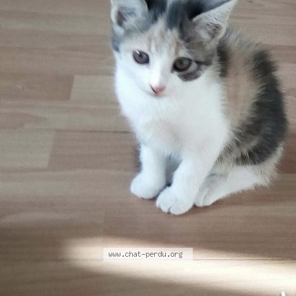 Photo 2/2 Titi Chat lost in Plouarzel