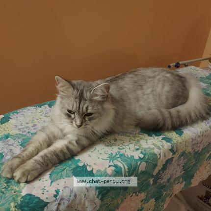 Photo 1/1 LYNA Chat lost in Hallennes lez haubourdin