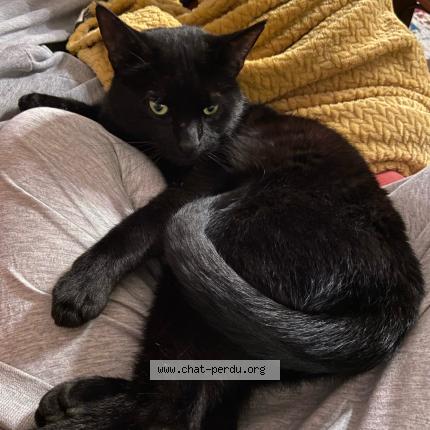 Photo 1/1 Oussama Chat lost in Toulouse