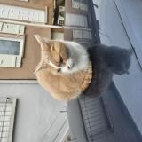 Picture of cat found at Perpignan