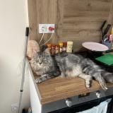 Picture of cat lost at Gleze