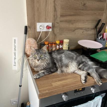 Photo 1/1 Henri Chat lost in Gleze