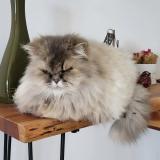 Picture of cat lost at Jegun