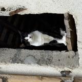 Picture of cat lost at Evran