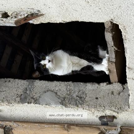 Photo 1/1 Abdel Chat lost in Evran