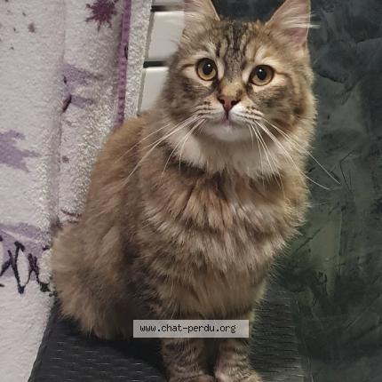 Photo 1/1 Tigroue Chat lost in Villenave pres marsac