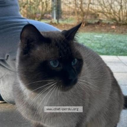 Photo 1/1 Found cat Found in Saint etienne