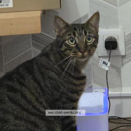 Photo 1/1 Atchoum Chat lost in Troyes