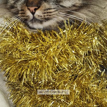 Photo 1/1 Filou Chat lost in Nimes