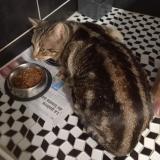 Picture of cat lost at Pau