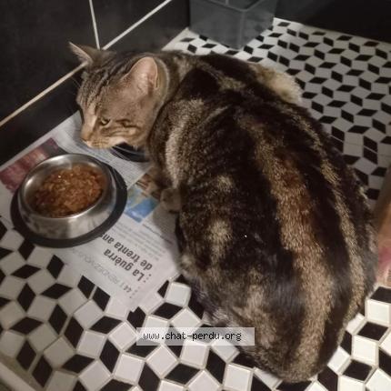 Photo 1/1 Cat reunited Lost in Pau