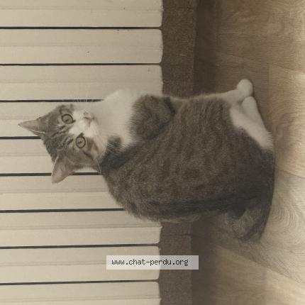 Photo 1/1 Thanos Chat lost in Molesmes