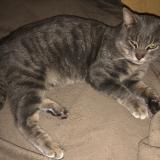 Picture of cat found at Lacq