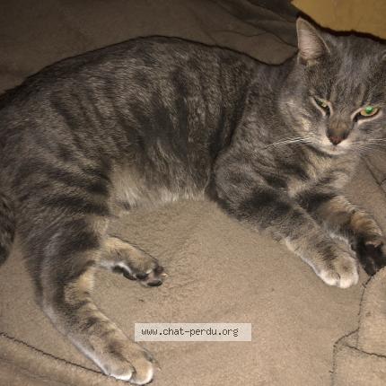 Photo 1/1 Found cat Found in Lacq