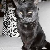 Picture of cat found at Pordic