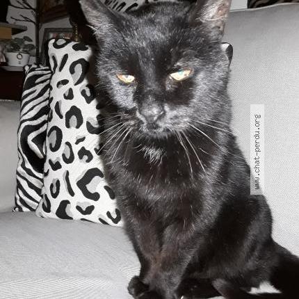 Photo 1/2 Found cat Found in Pordic