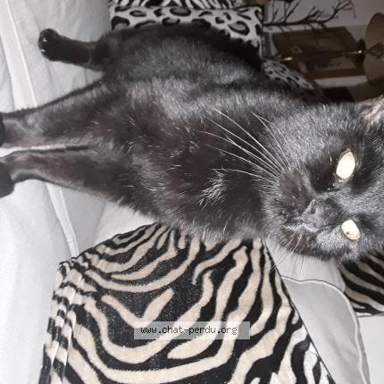 Photo 2/2 Found cat Found in Pordic