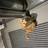 Picture of cat found at Ville La Grand