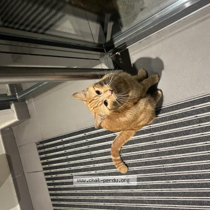 Photo 1/1 Found cat Found in Ville la grand