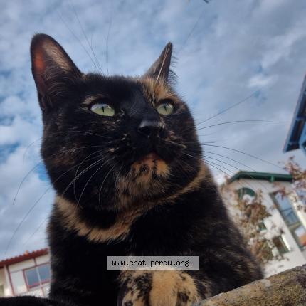 Photo 1/1 Nezuko Chat lost in Guethary