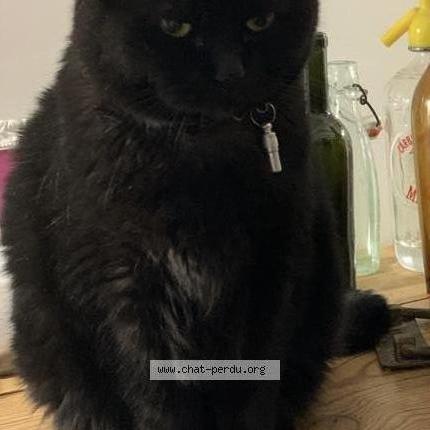 Photo 1/3 Spock Chat lost in Tourlaville