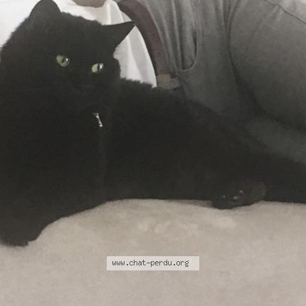 Photo 2/3 Spock Chat lost in Tourlaville