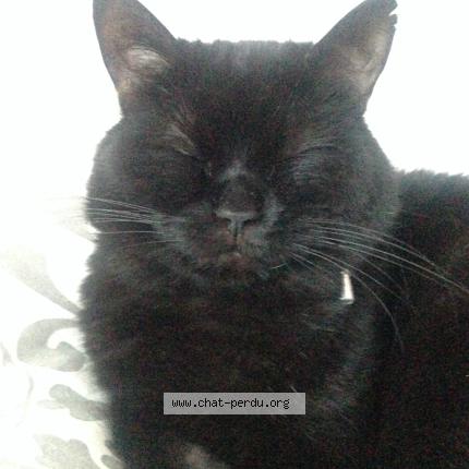 Photo 3/3 Spock Chat lost in Tourlaville