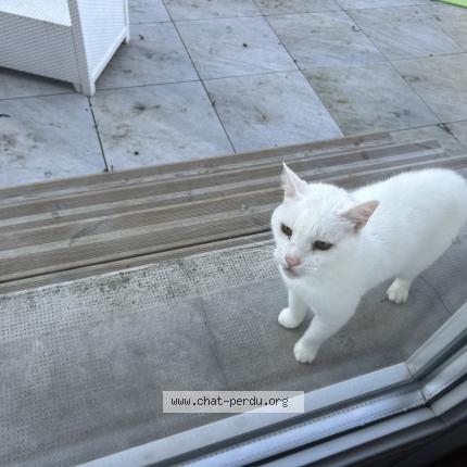Photo 1/1 Found cat Found in Castres