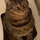 Picture of cat lost at Pontault Combault