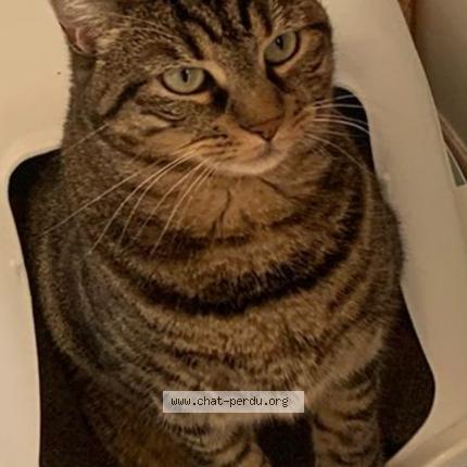 Photo 1/1 Jaia Chat lost in Pontault combault