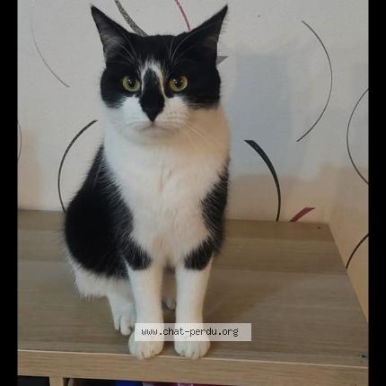 Photo 1/1 Roro Chat lost in Tessy sur vire