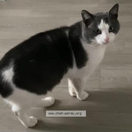 Photo 1/1 Titou Chat lost in Champigny sur marne