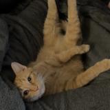 Picture of cat lost at El Dorado