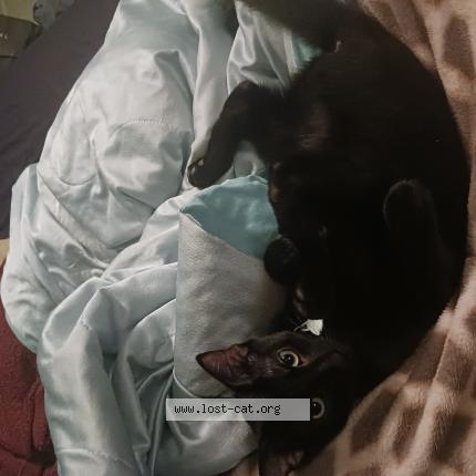 Photo 1/1 Reunited cat Lost in Southwold