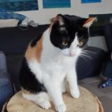 Picture of cat found at Pres De Troyon 55300