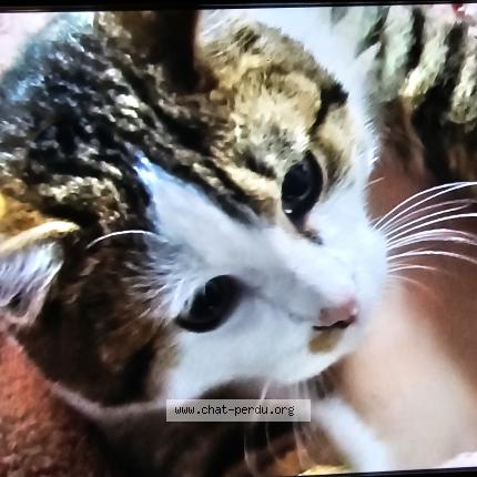 Photo 1/1 D JULES Chat lost in Liencourt