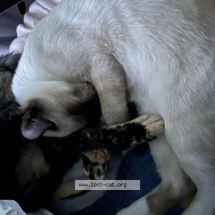 Photo 1/1 Ryuga Chat lost in Lacey