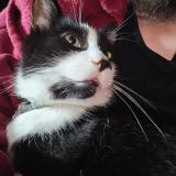 Picture of cat lost at Milan