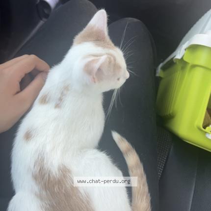 Photo 1/1 Opale Chat lost in Gardonne