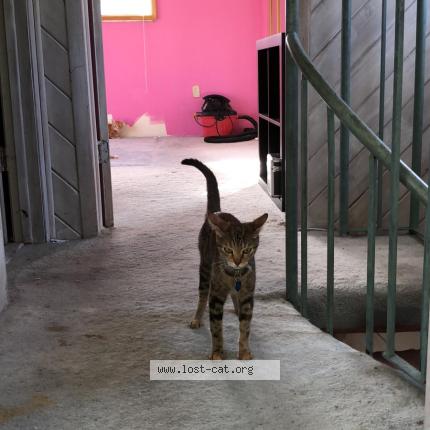 Photo 1/1 Susanna Chat lost in Miami