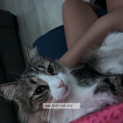 Photo 1/1 Athena Chat lost in Wylie