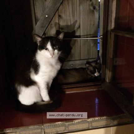 Photo 1/1 Fleurette Chat lost in Ecouflant