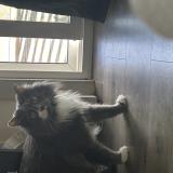 Picture of cat lost at Colorado Springs