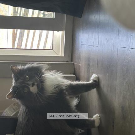 Photo 1/1 Frank or Franklin Chat lost in Colorado springs