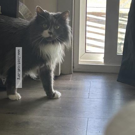 Photo 1/1 Frank or Franklin Cat lost in Colorado Springs