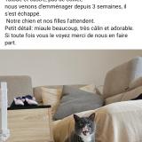 Picture of cat lost at Mont Pres Chambord