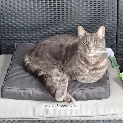 Photo 1/1 Atchoum Chat lost in Colomiers