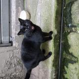 Picture of cat found at Paris